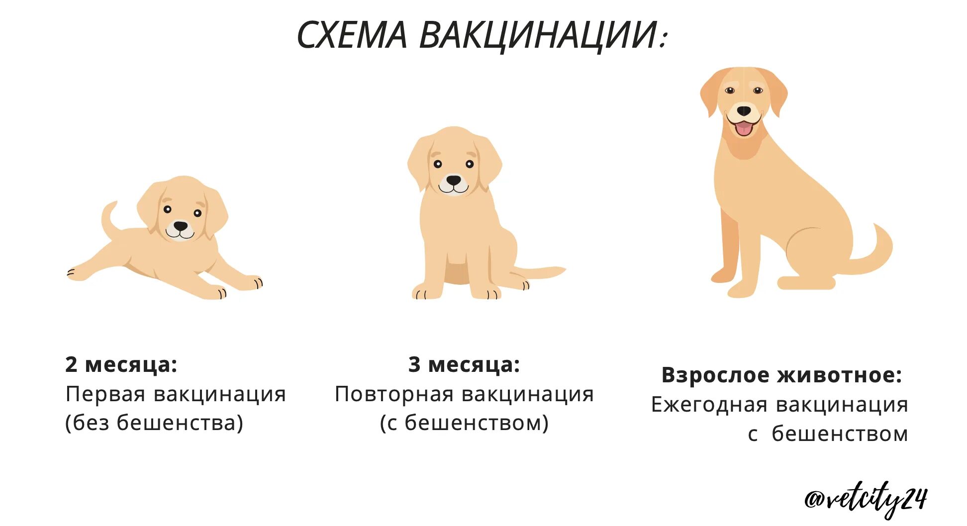 Сколько надо прививок собаке. Прививки для 2 месячного щенка. Схема вакцинации взрослой собаки. Прививки собаке в 2 месяца какие. Прививки щенку в 3 месяца.