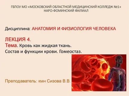 Анатомия и физиология человека лекции