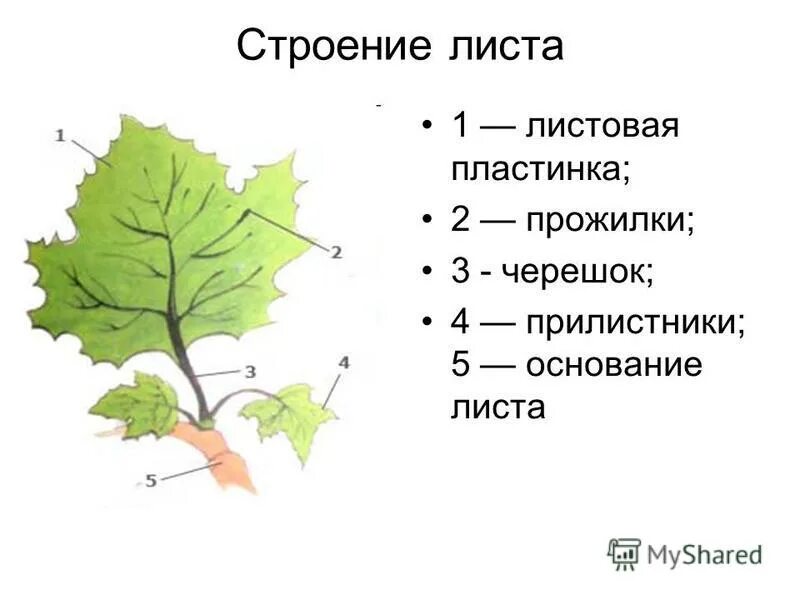 Черешок прилистники листовая пластинка. Листик прожилки. Внешнее строение листа однодольного растения. Внешнее строение листовой пластинки. Морфология листа прилистники.