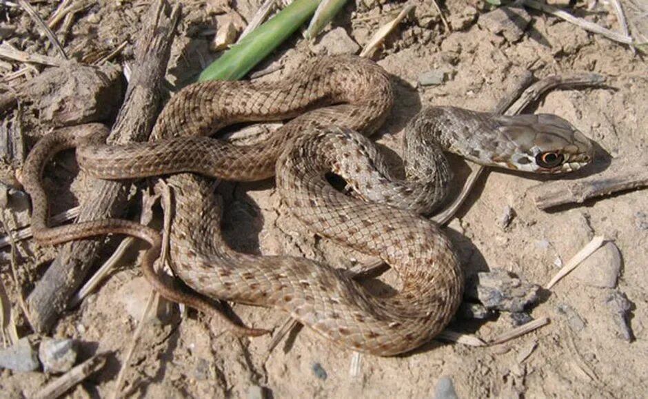 Ящеричная змея (Malpolon monspessulanus). Гадюка Астраханская Степная. Полоз змея Астраханский. Степная гадюка Астрахань.