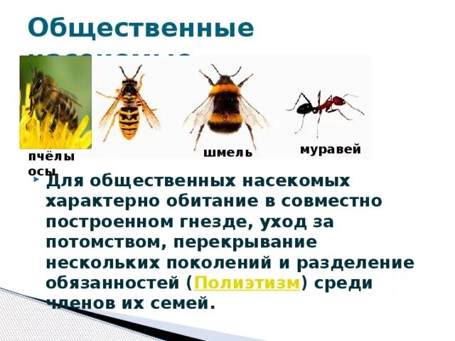 Общественные насекомые. Для насекомых характерно. Муравьи общественные насекомые. Общественные насекомые пчелы и муравьи.