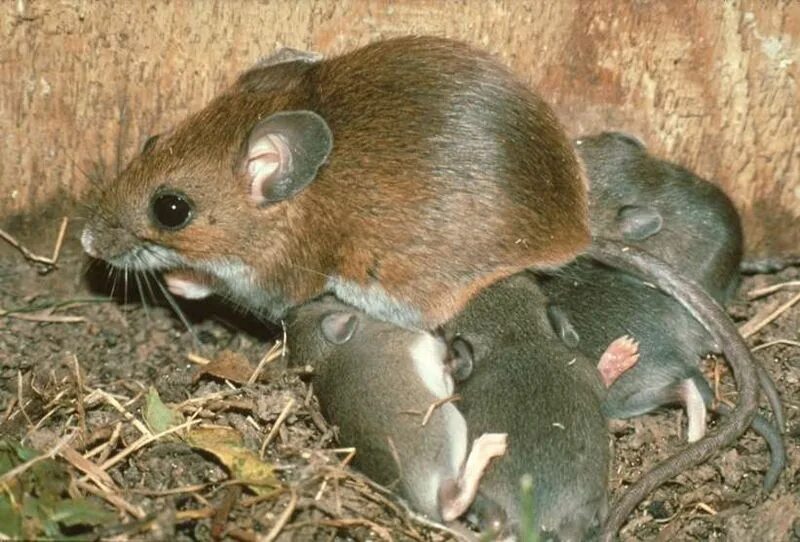 Родители мыши. Мышь иглистая. Полевая мышь. Мышка полевка. Домовая мышь.