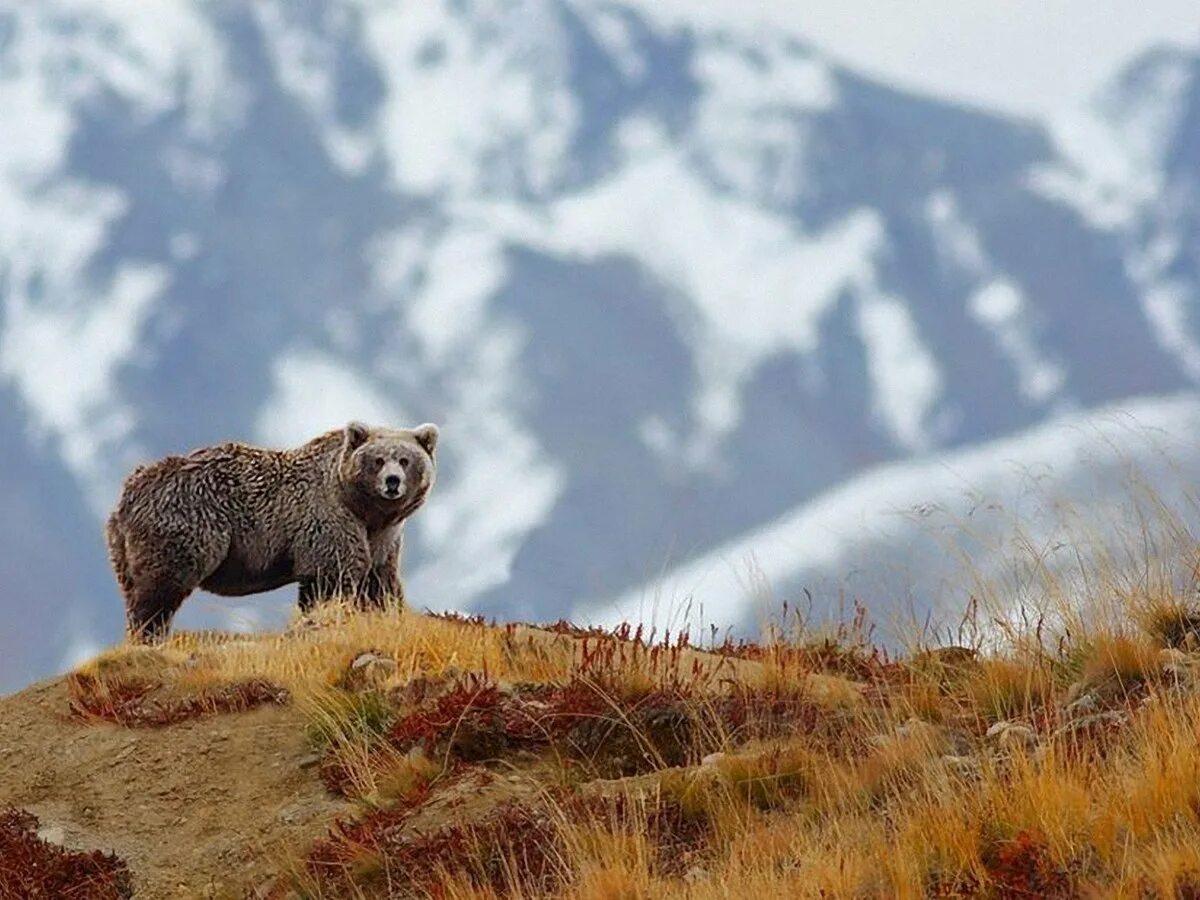 Медведь живет в степи. Тянь-шаньский бурый медведь. Бурый медведь кавказский заповедник. Тяньшанский бурый медведь. Бурый медведь Северный Кавказ.