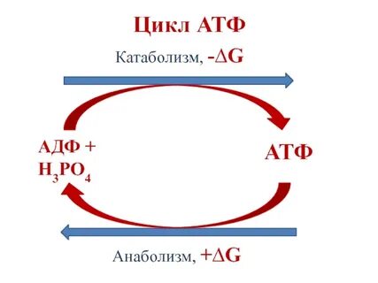 Синтез адф