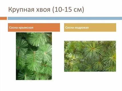 Как отличить сосну