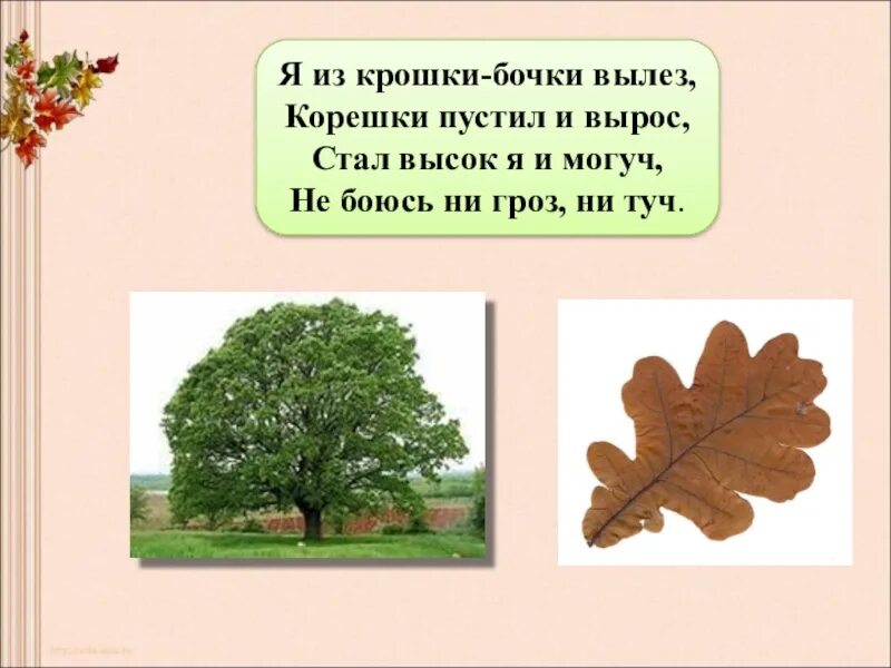 Значение листьев дерева