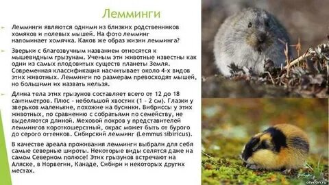 Лемминг сообщение для 4 класса окружающий мир