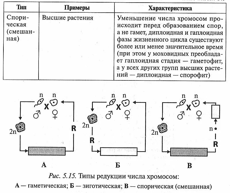 Редукция числа хромосом происходит во время. Редукция числа хромосом. Гаметическая редукция. Гаметическая редукция схема.