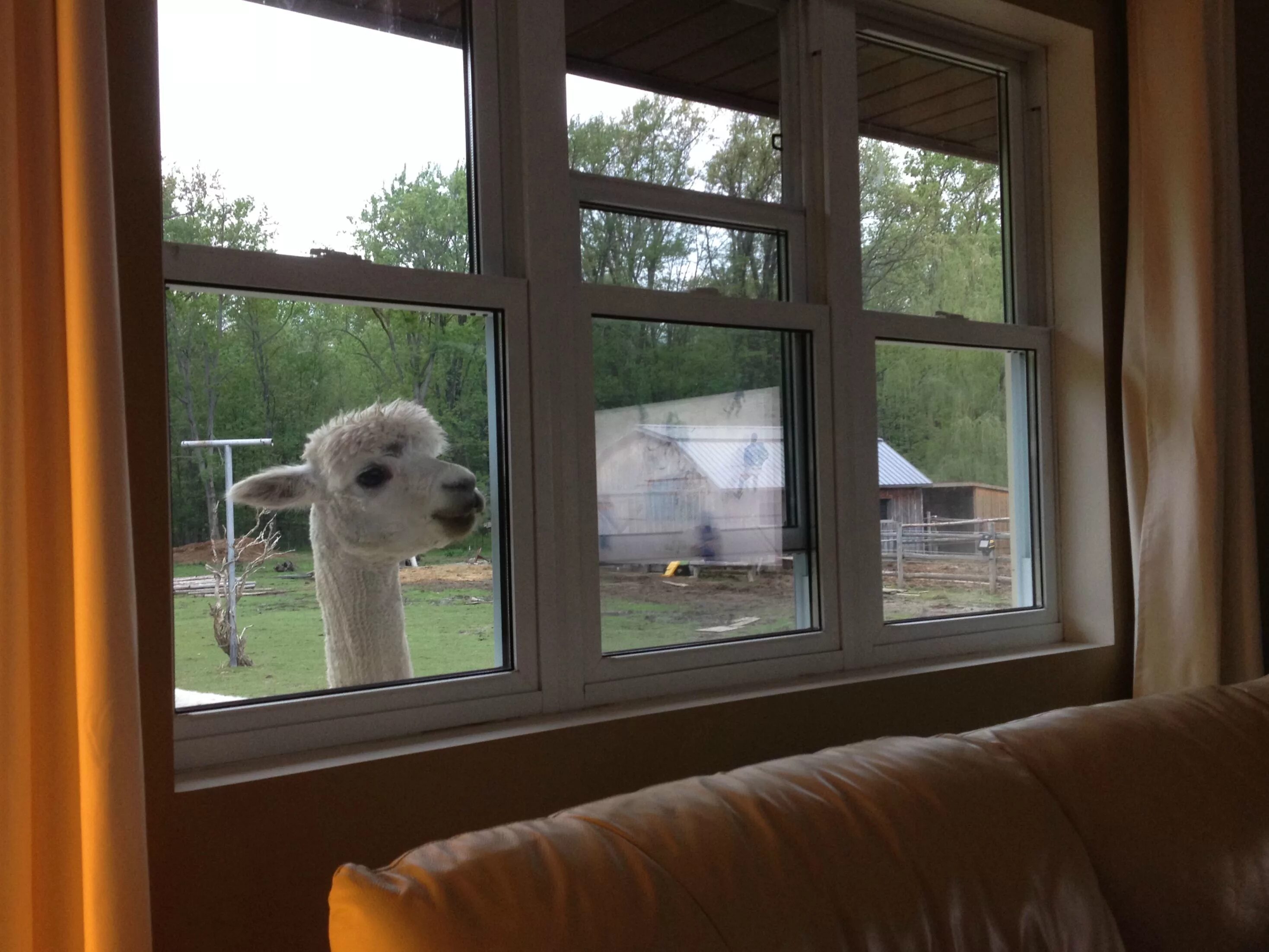 В окно весело играя. Смешной вид из окна. Собака в окне. Звери заглядывают в окна. Собака заглядывает в окно.