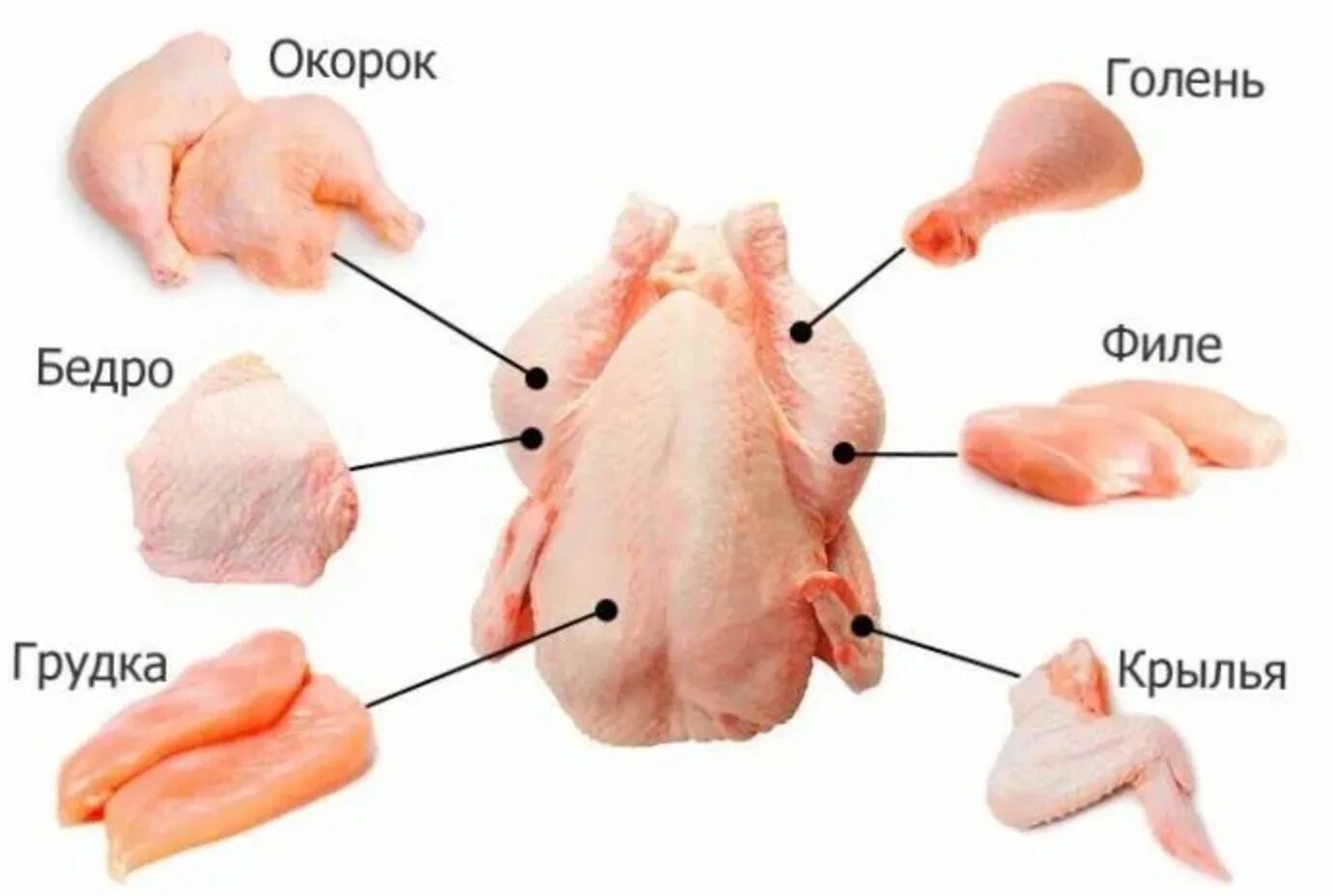 Вид мяса курица. Курица разделка туши схема. Схема разделки тушки птицы. Схема разделки тушки индейки. Строение тушки курицы.