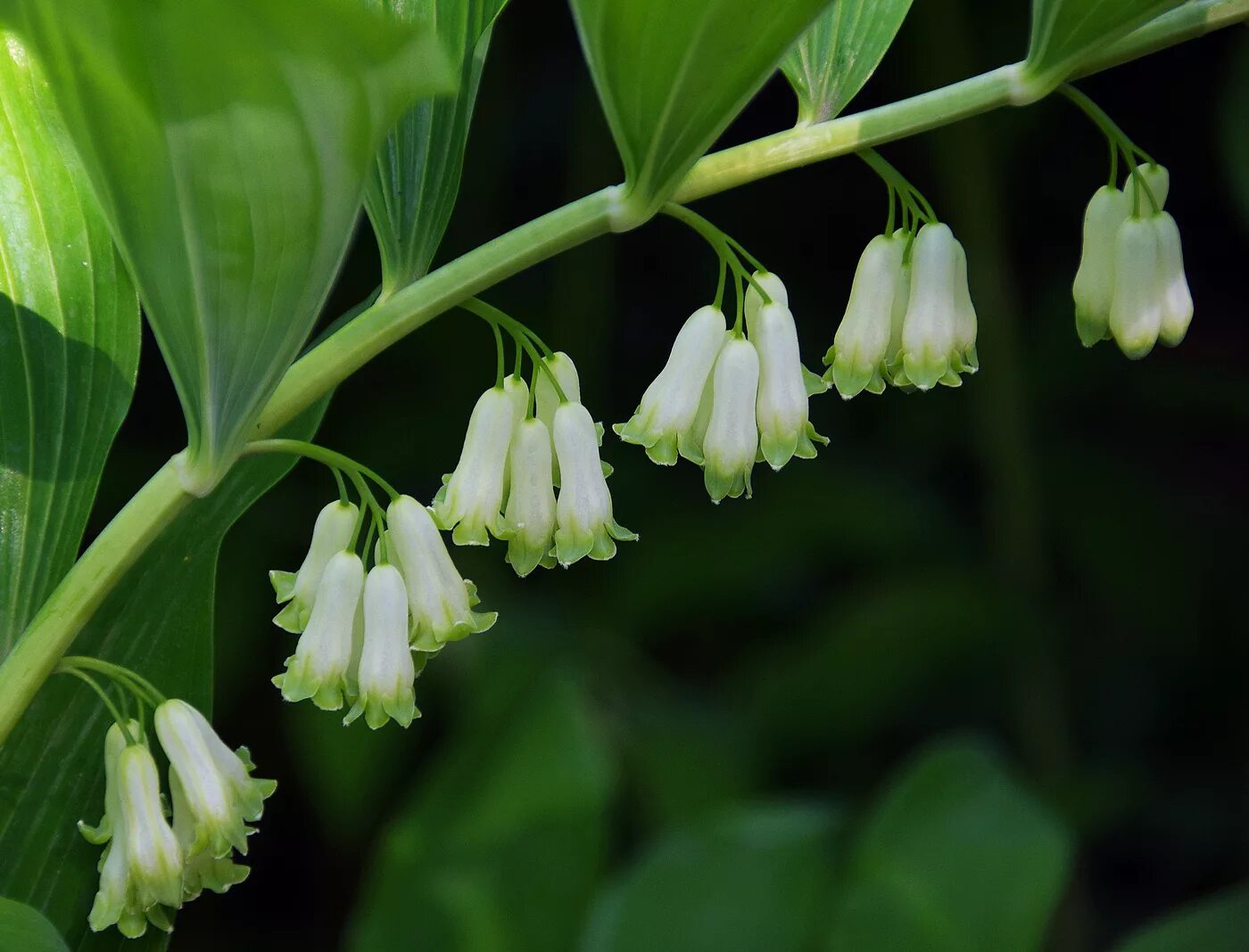 Купена (Polygonatum). Купена душистая.