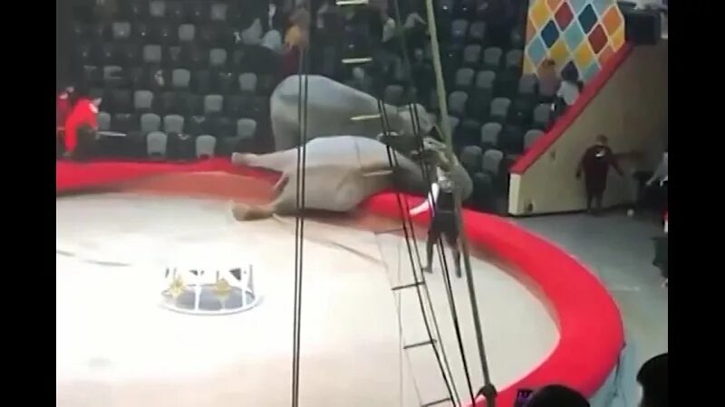 нападение в кисловодском цирке на дрессировщика. олени в цирке. воздушные гимнасты под куполом цирка. слоны казань цирк драка. в большом московском цирке трагедия.