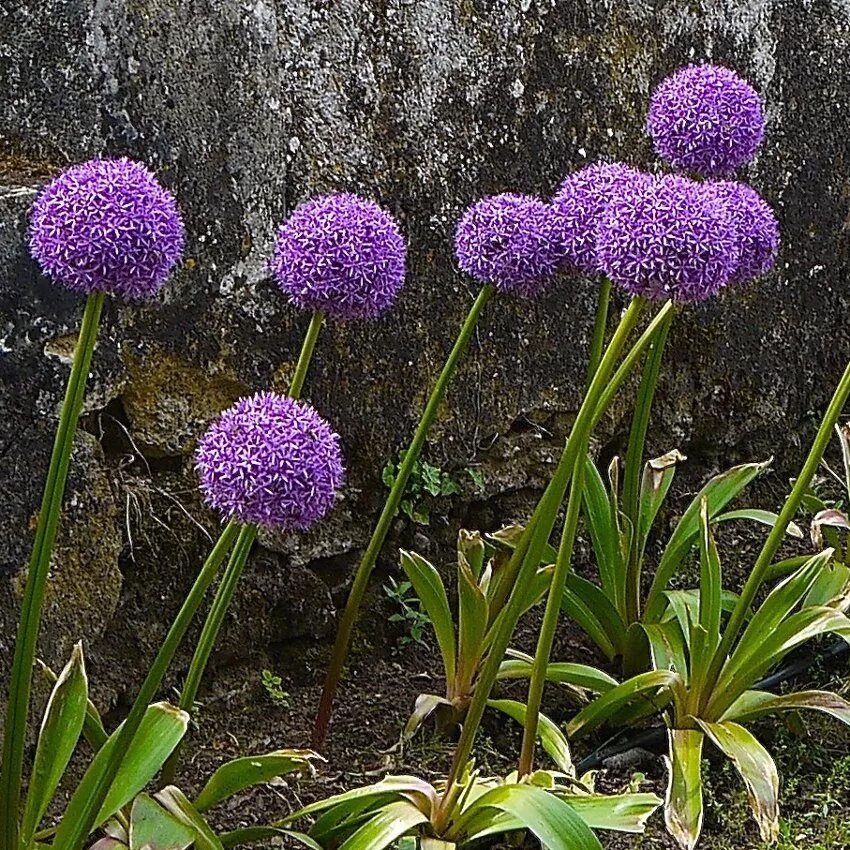 Аллиум пурпурная сенсация. Аллиум афлатунский (Purple Sensation). Лук афлатунский Purple Sensation. Лук аллиум афлатунский. Декоративный чеснок фото