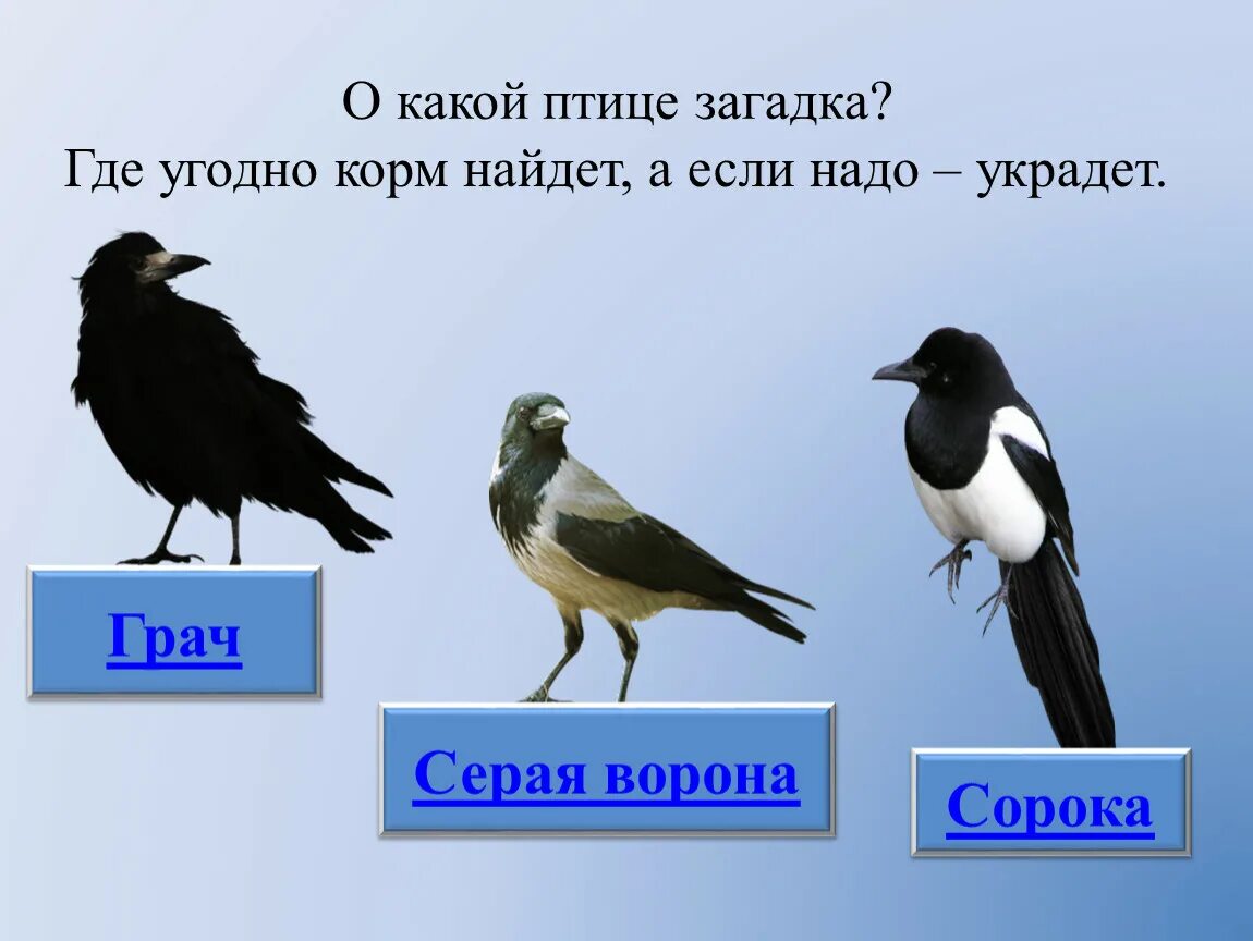 Загадки про птиц. Головоломка птицы. Загадки про птиц с ответами. Какая тут птица лишняя. Загадка с ответом птица