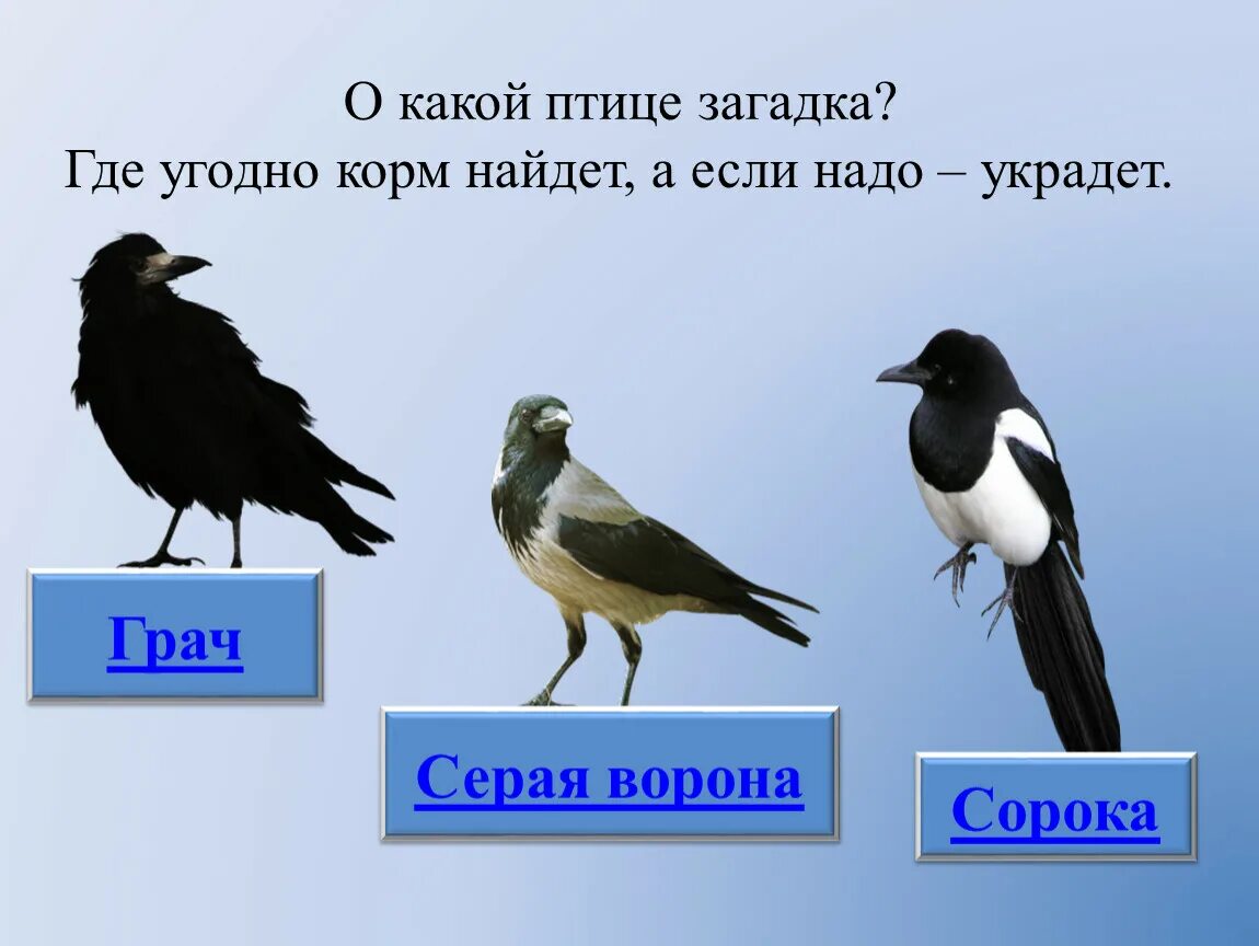 Птицы какое лицо. Загадки про птиц. Головоломка птицы. Загадки про птиц с ответами. Какая тут птица лишняя.