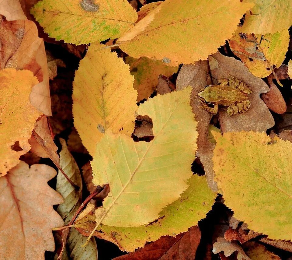 Листья желтые по краям. Желтые листья яблони. Хмель с желтыми листьями. Лягушка в осенних листьях. Желтые листья740х1620.