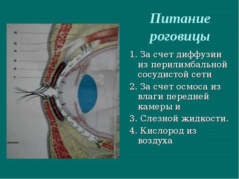 Иннервация роговой оболочки глаза. Клиническая анатомия роговицы. Слои роговицы глаза анатомия. Питание роговицы осуществляется за счет. Роговица образована