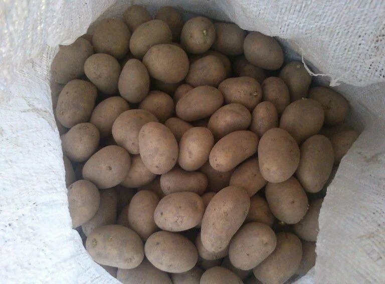 Семенной картофель в новгороде. Картошка семенная голландская. картошка павлодар. коренево картофель семенной. механическая мешок для семенного картошка.
