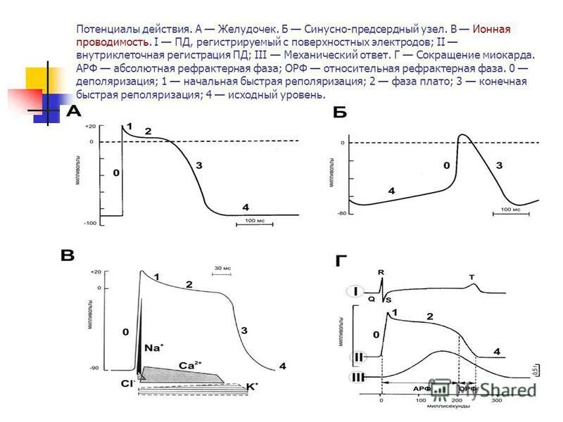 Формы потенциала действия. Фаза нарастания потенциала действия. Формы потенциала действия. Вторая фаза потенциала действия:. Схема потенциала действия фазы.
