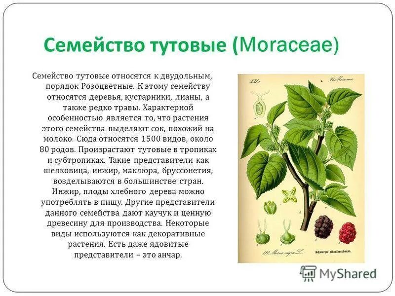 Ягода с ботанической точки зрения. Семейство Тутовые. Семейство Тутовые представители. Растения семейства Тутовые. Шелковица семейство.