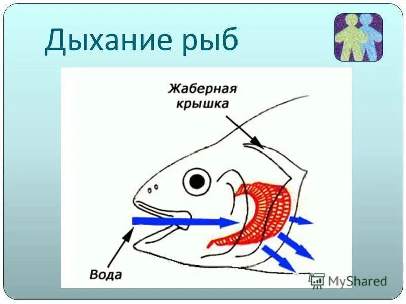 Как дышат рыбы в воде. Схема жаберного дыхания рыб. Дыхательная система костных рыб схема. Жаберные крышки строение. Строение жаберной крышки у костных рыб.