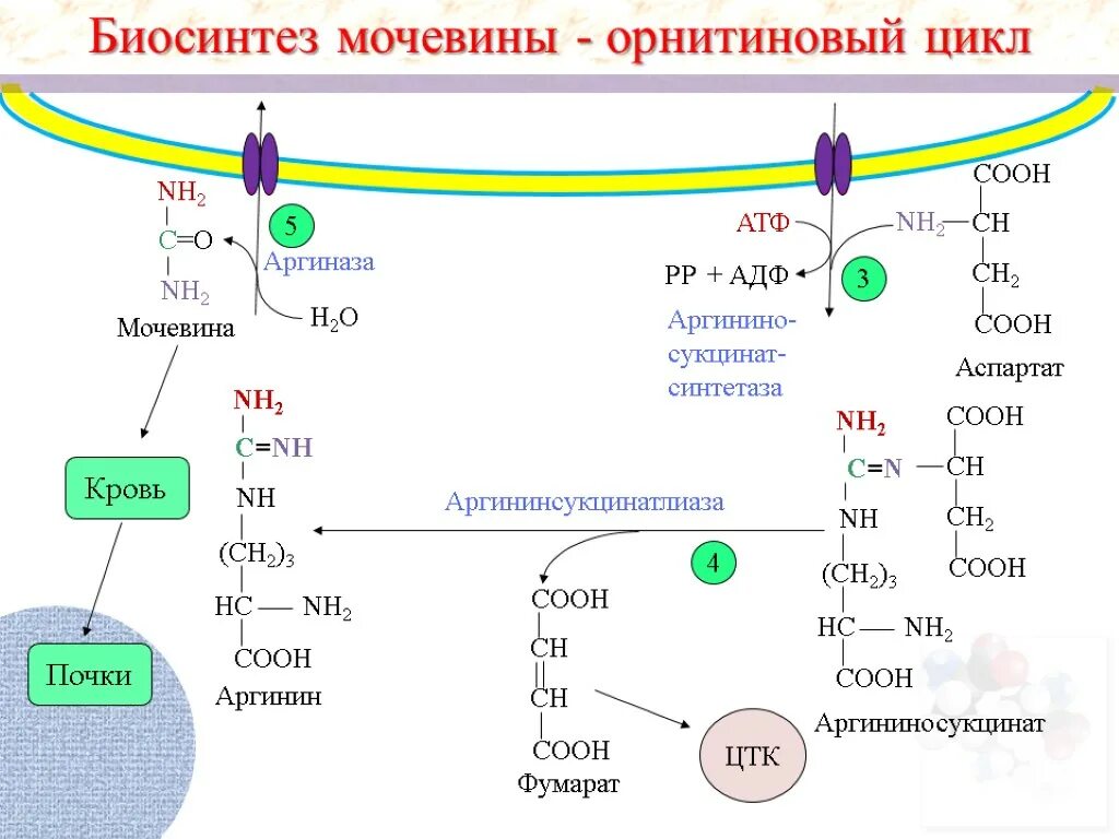 Орнитиновый цикл синтеза мочевины. Аргинин орнитиновый цикл. Биосинтез мочевины орнитиновый цикл. Синтез мочевины в орнитиновом цикле.