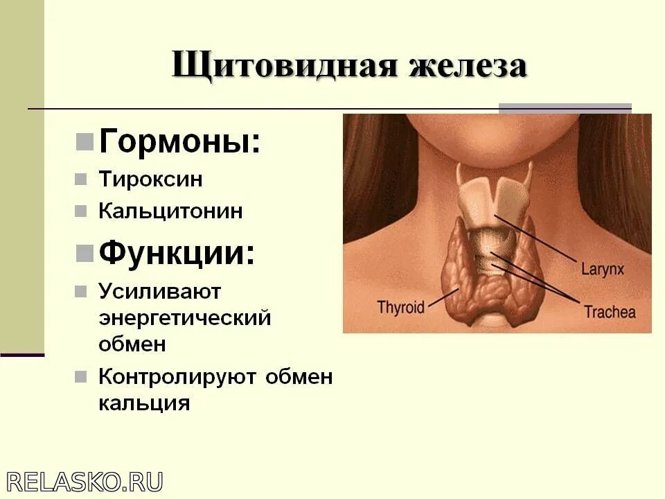 Строение гормонов щитовидной железы. Щитовидная железа строение и функции. Щитовидная железа строение функции гормоны. Тиреоидные гормоны щитовидной железы функции. Какие железы вырабатывают тироксин