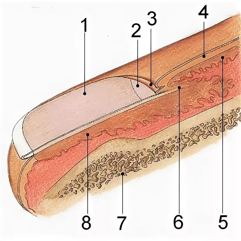 Ногтевой покров. Строение ногтевой пластинки гистология. Строение ногтя гистология. Ноготь в разрезе. Строение пальца и ногтя.