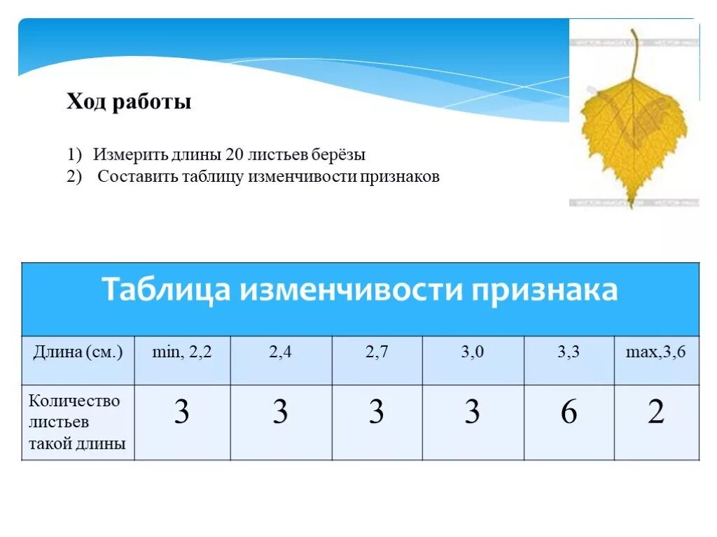 Лабораторная работа модификационная изменчивость 10 класс биология. Модификационная изменчивость листа березы. Таблица модификационная изменчивость 10 класс. Статические закономерности модификационной изменчивости. Статистические закономерности модификационной изменчивости.