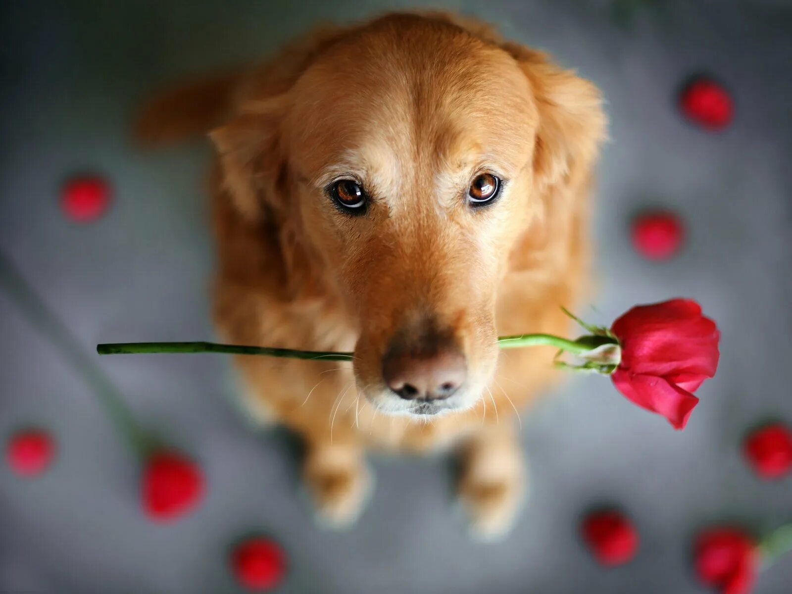 Прикольные пожелания с животными. Красивые собаки. Собака с цветком. Собака с цветком в зубах. Собачка с цветами.