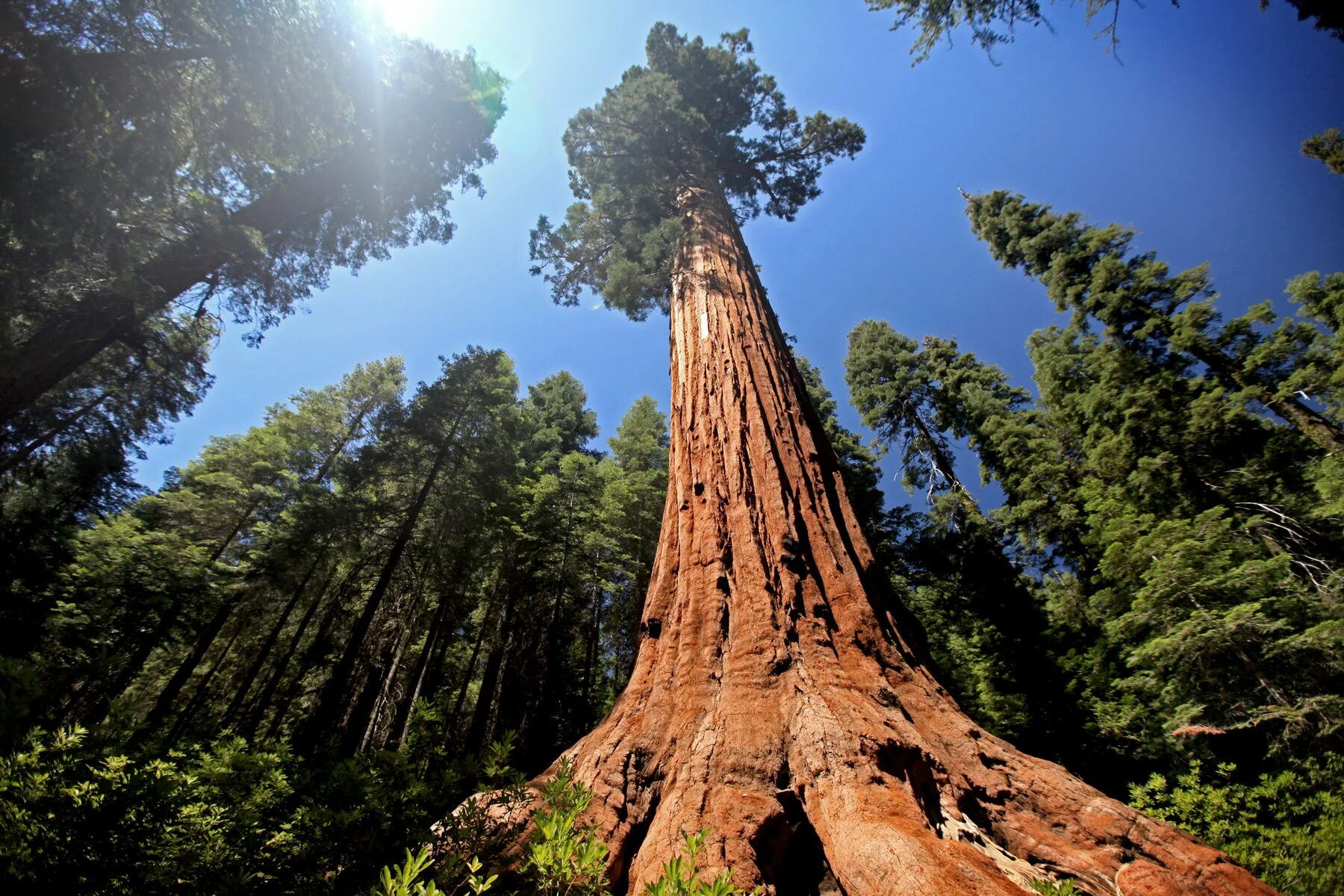 Самые большие дерево фото. Секвойя дерево Гиперион. Секвойя Северной Америки. Калифорнийская Секвойя Гиперион. Гигантские секвойи в Северной Америке.