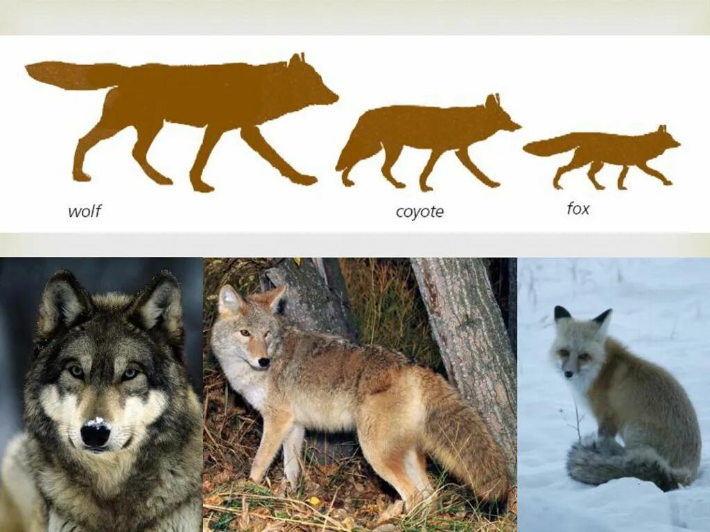 Географические признаки волка обыкновенного в каких. Берингийский волк. Волк Размеры. Койот и лиса. Окрас волка.