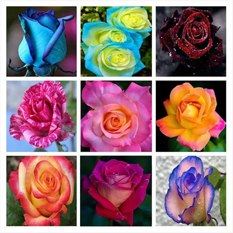 какие сорта роз. расцветки роз названия. разновидности роз. разные сорта роз с названиями. какие сорта роз.