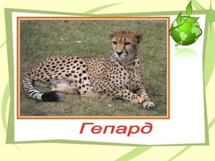 Гепард в красной книге