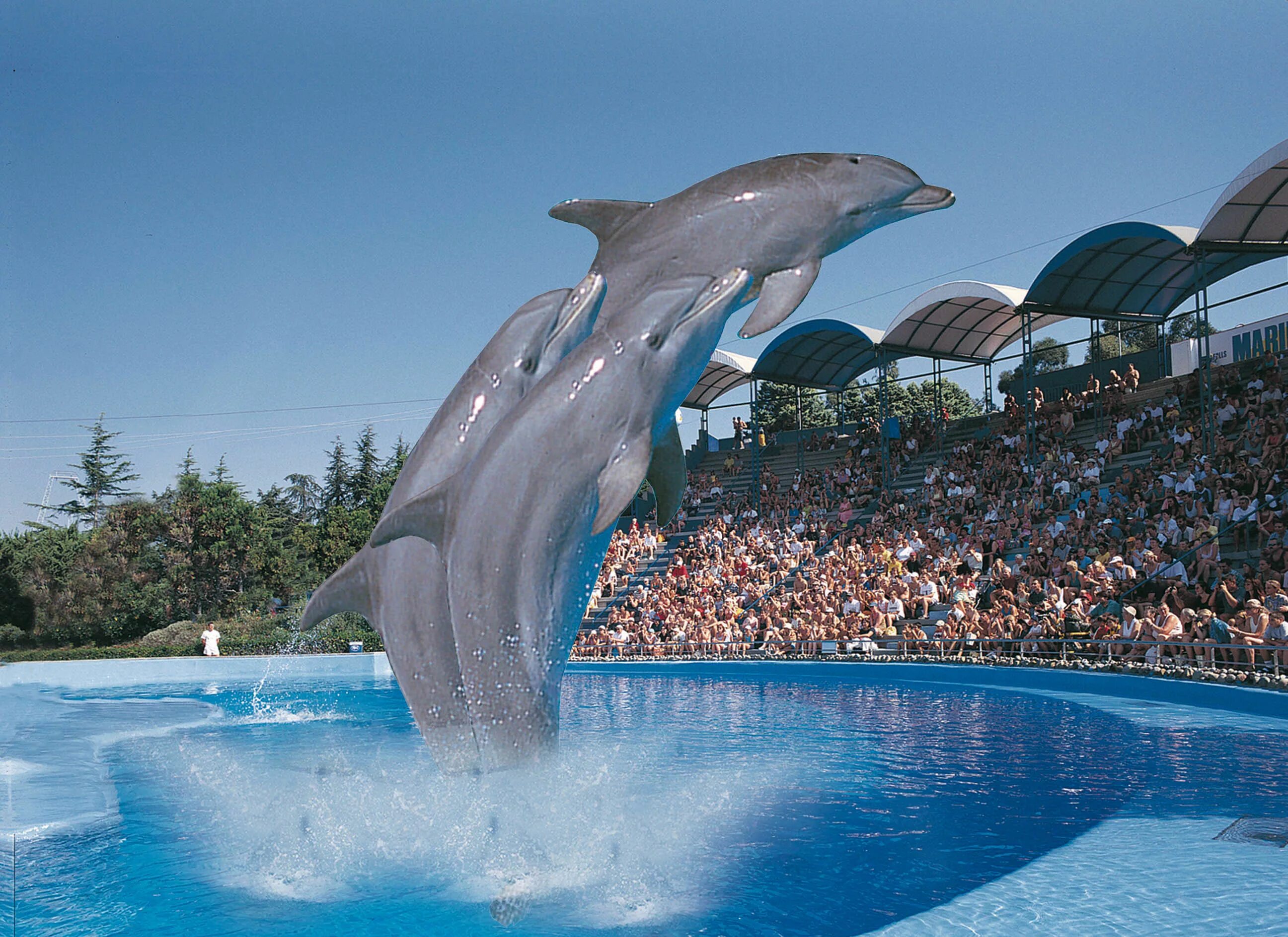 Дельфинарий варадеро. Marineland аквапарк. Marineland Франция. Marineland Антиб. Marineland Blanes.