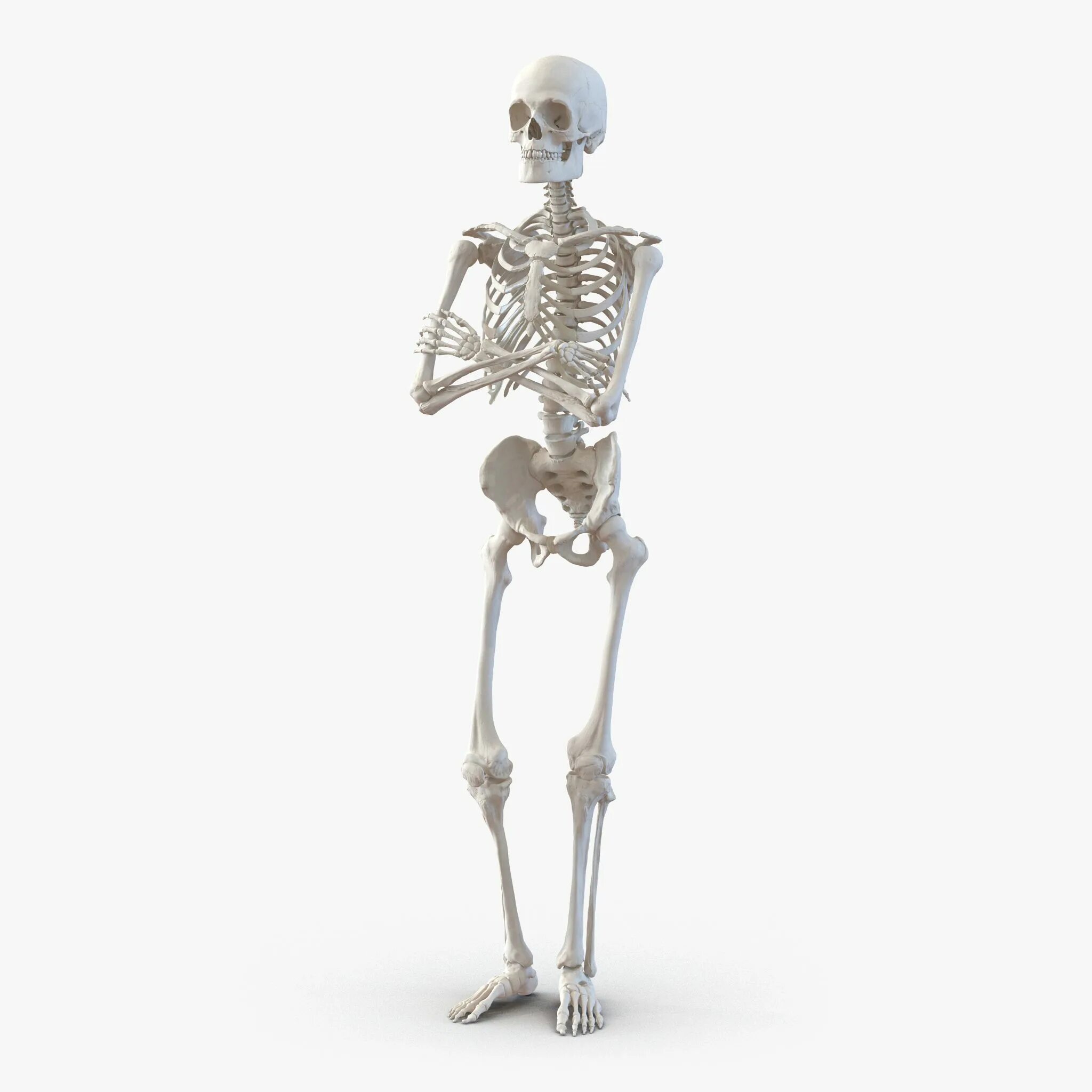 Модель скелета. Макет скелета. Макет человеческого скелета. Модель скелета человека.