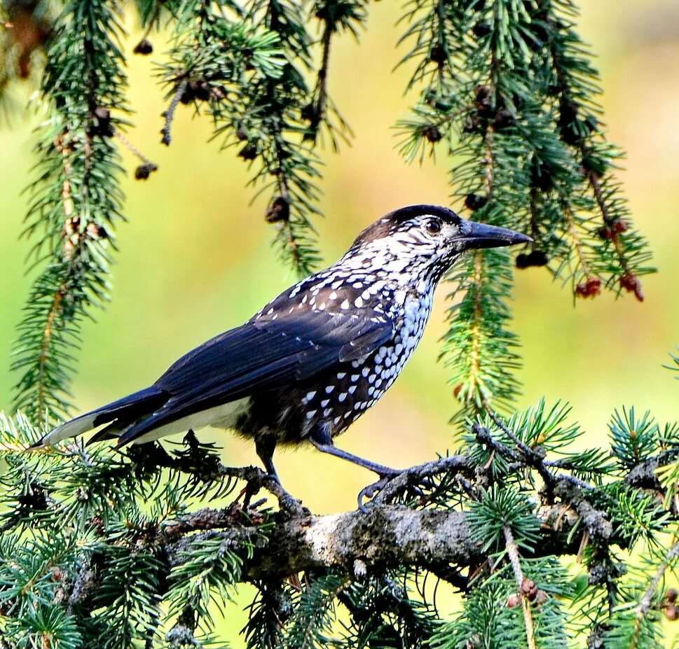 Тайга животные птицы. Кедровка в тайге. Птицы уссурийского заповедника. Виргинский филин. Ястреб-тетеревятник дальний восток.