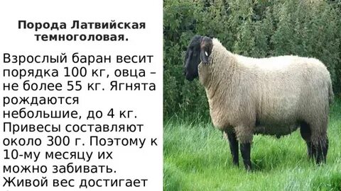 Баран сколько рублей
