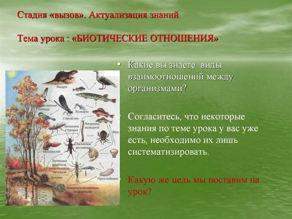 Конкурентные отношения животных. Биотические отношения смешанного леса. Биотические связи конкуренция. Типы биотических отношений схема. Конкурентные отношения между организмами примеры.