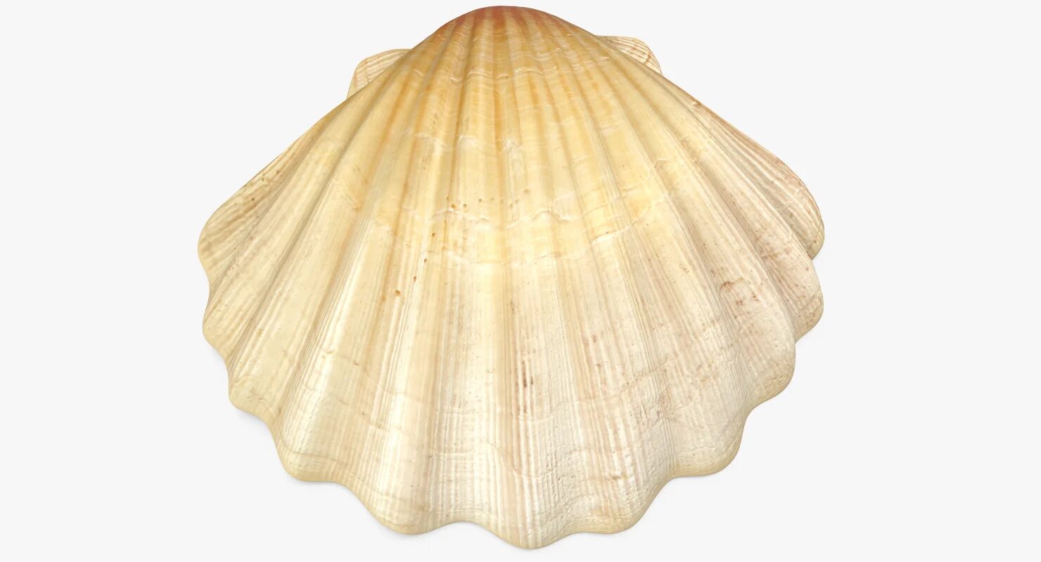 Seashell vega 5. Занавеска ракушка. фата seashell. seashell цвет. модель shell.