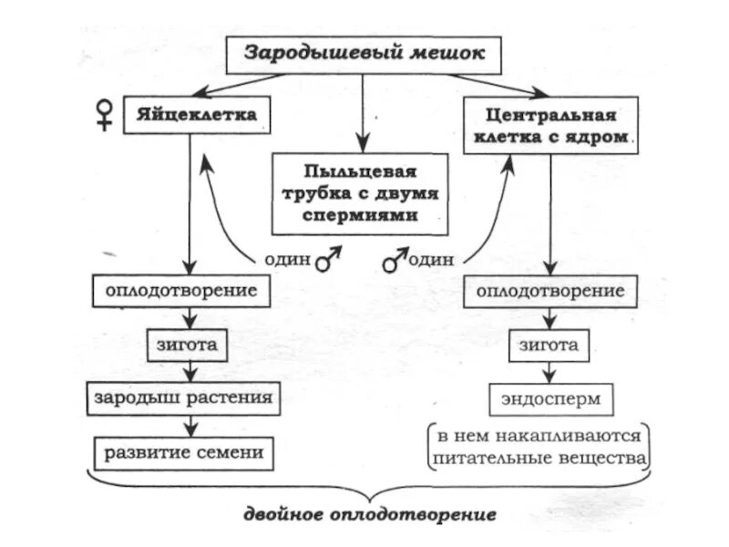 Схема двойного оплодотворения 6 класс. Схема двойного оплодотворения у покрытосеменных растений. Размножение и оплодотворение у растений схема. Схема полового размножения цветковых растений.