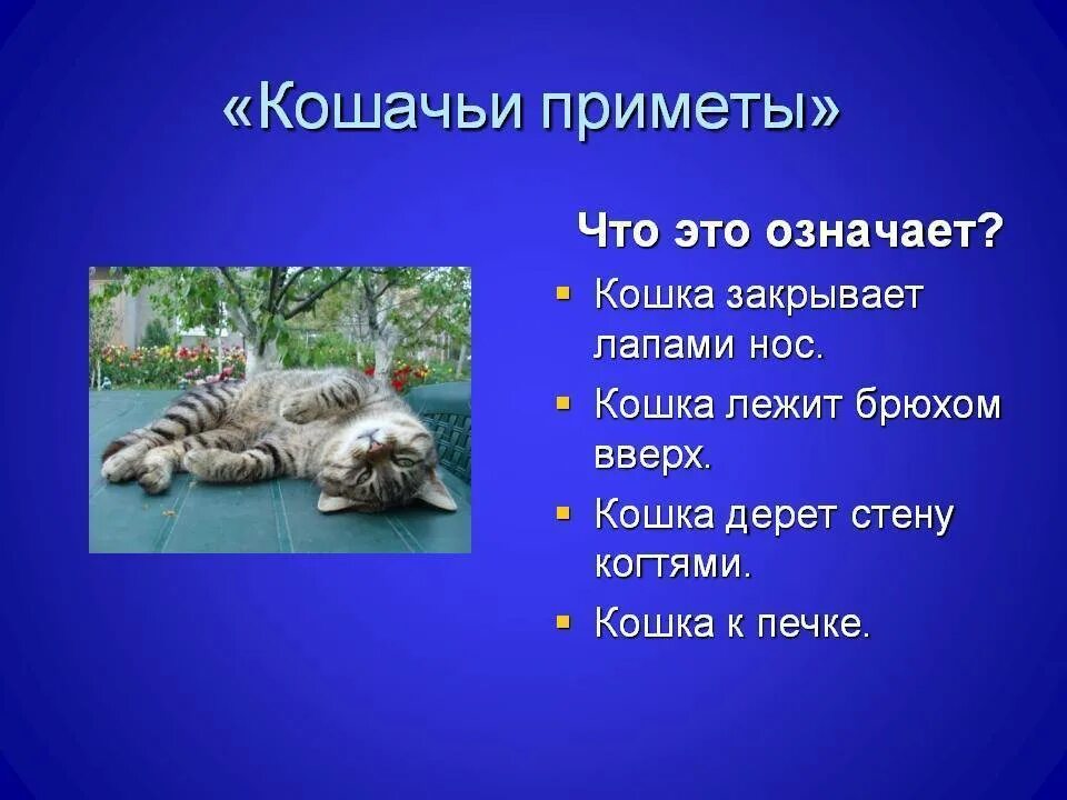 Почему умирают кошки приметы. Кошачьи приметы. приметы о котах. народные приметы про кошек. приметы по кошкам.