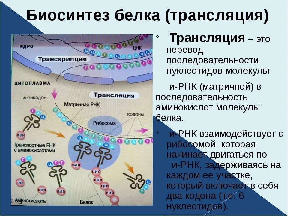 Биосинтез белка процесс транскрипции. Процессы трансляции биосинтеза белка. Этапы трансляции биосинтеза белка. Трансляция это Биосинтез РНК. Трансляция биология Биосинтез.