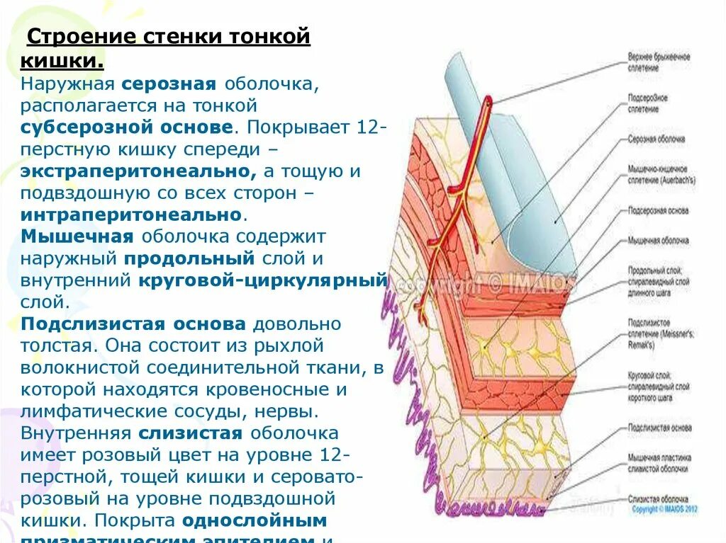 Человек внешняя оболочка. Строение стенки 12 перстной кишки. Структуры мышечной оболочки тонкой кишки. Мышечная оболочка 12 перстной кишки. Стенка 12 перстной кишки гистология.