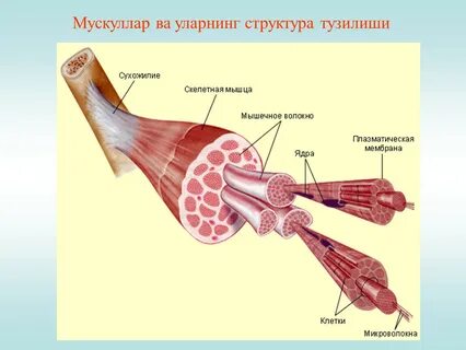 Соединительная оболочка мышцы