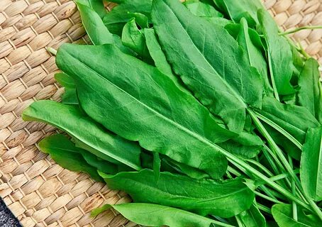 Полезная и вкусная "кислинка": щавель и ревень