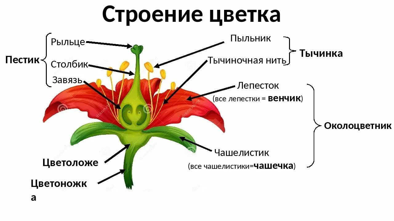 6 класс биология строение цветка вывод. Строение цветка цветоложе. цветоножку околоцветник тычинки и пестик. чашелистики пестик тычинки венчик. строение цветка околоцветник схема.