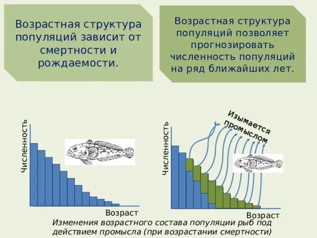 От чего зависит возрастная структура. Возрастной состав и возрастная структура популяции. Возрастная пирамида популяции. Возрастная структура популяции животных.