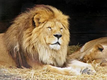 Львиная страна