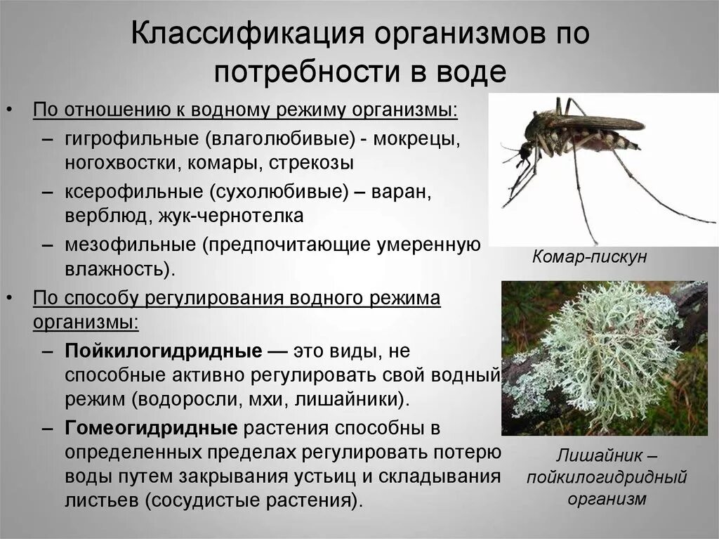 Организмы не способные к активному. Классификация организмов по отношению к влажности. Экологическая классификация организмов по отношению к влажности. Классификация организмов по отношению к воде. Экологические группы организмов по отношению к влажности.